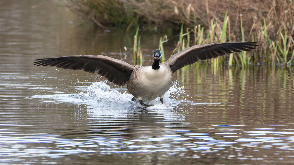Post your birds landing.