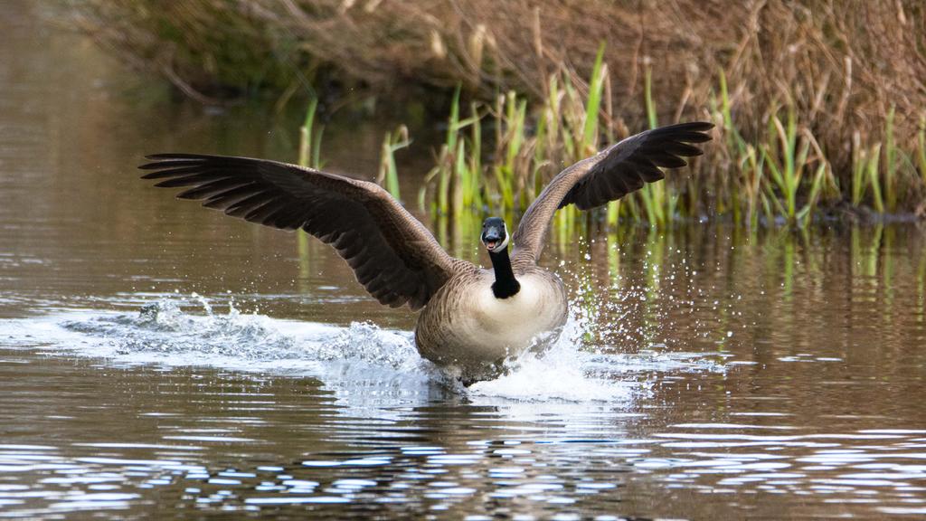 Post your birds landing. Page 5