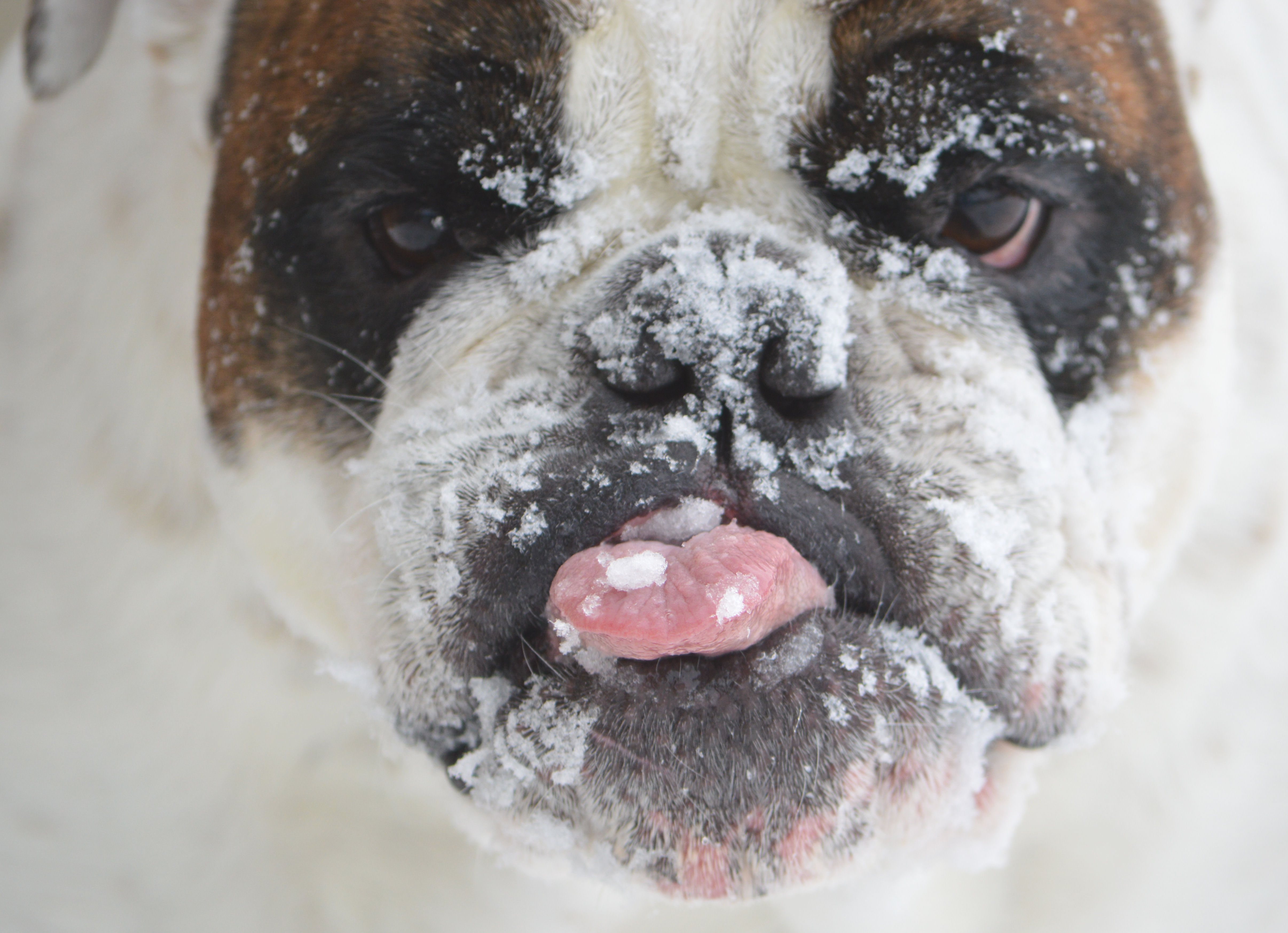My Dogs having fun in the snow in Ohio!! Enjoy!!