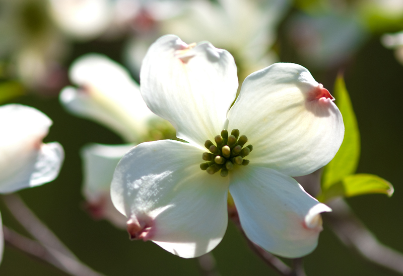 Dogwoods Blossom