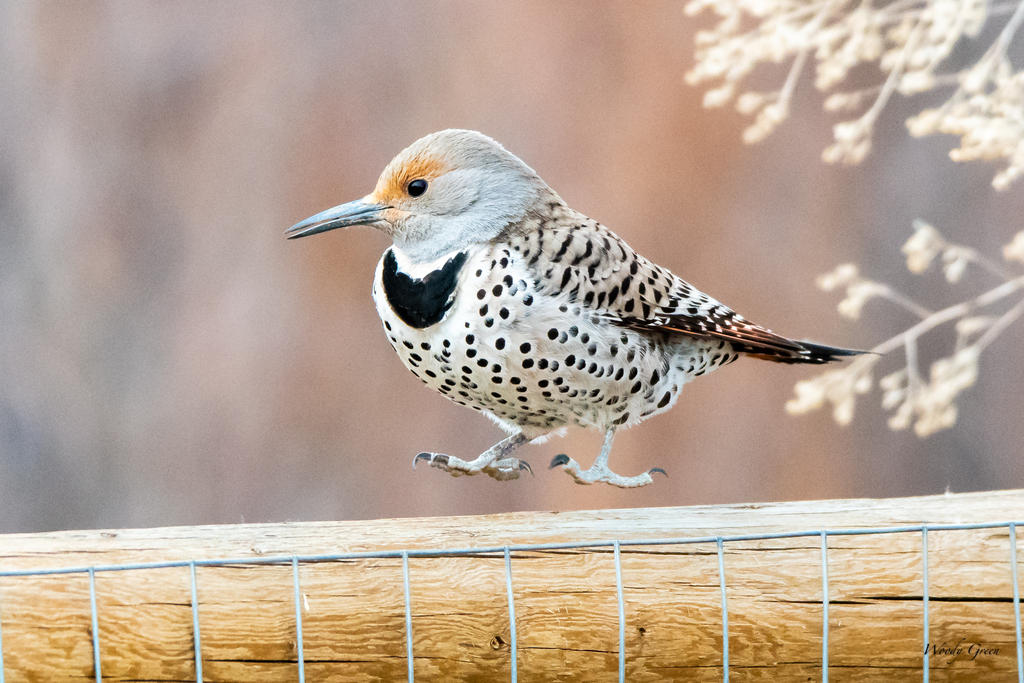 Birds Don't Really Fly...