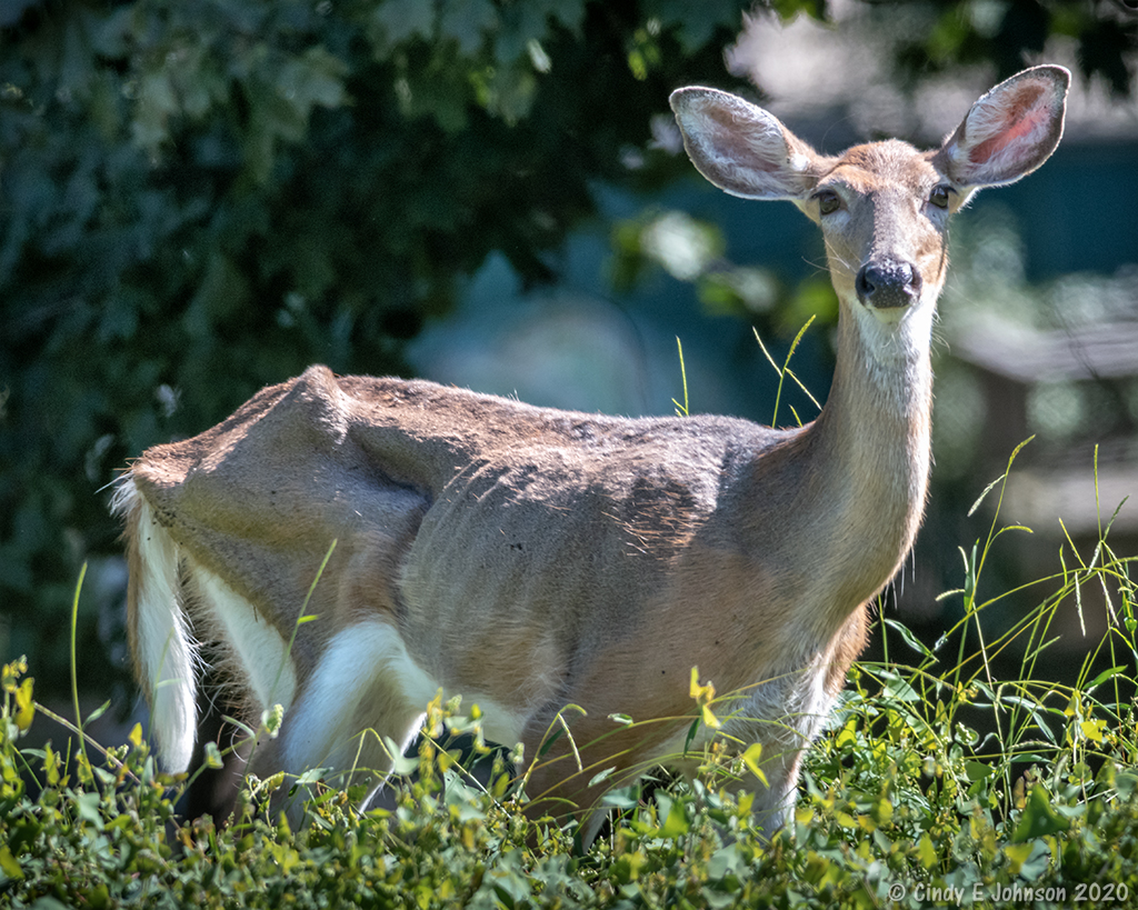 Injured Deer