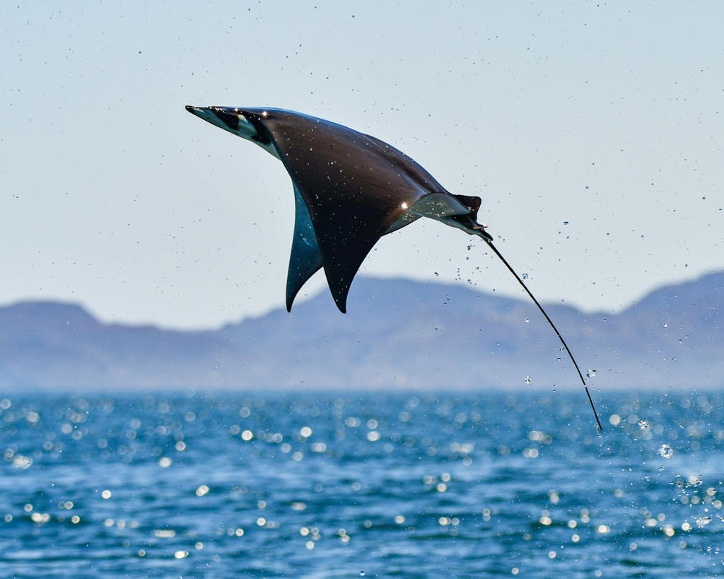 The flying Manta Rays of Baja California