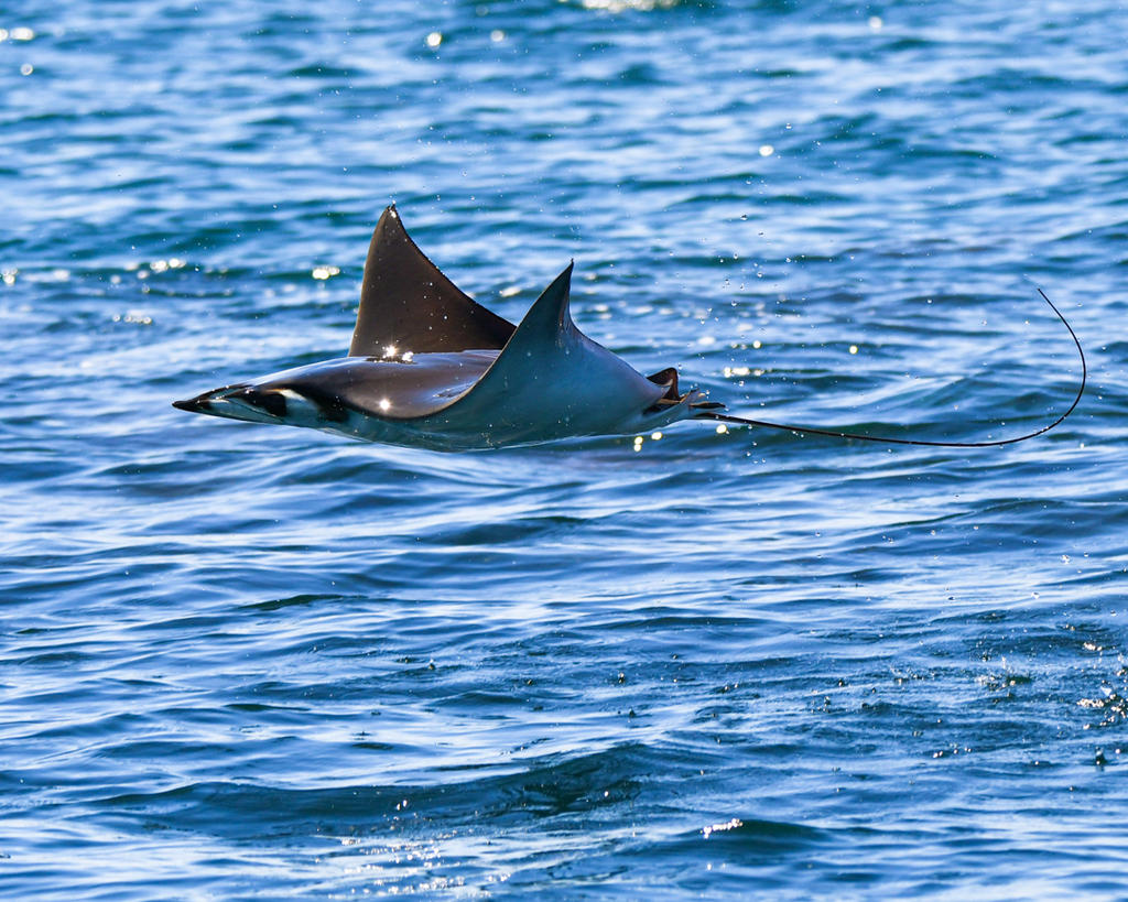 The flying Manta Rays of Baja California
