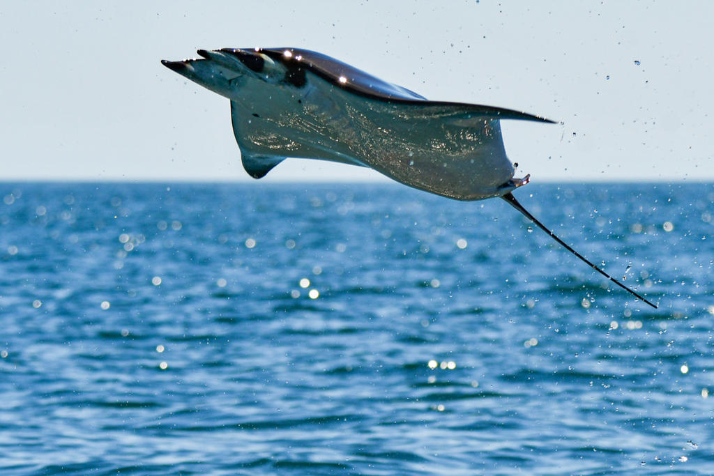 The flying Manta Rays of Baja California