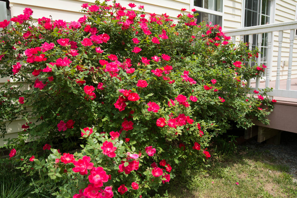 Backyard Climbing Rose Bush