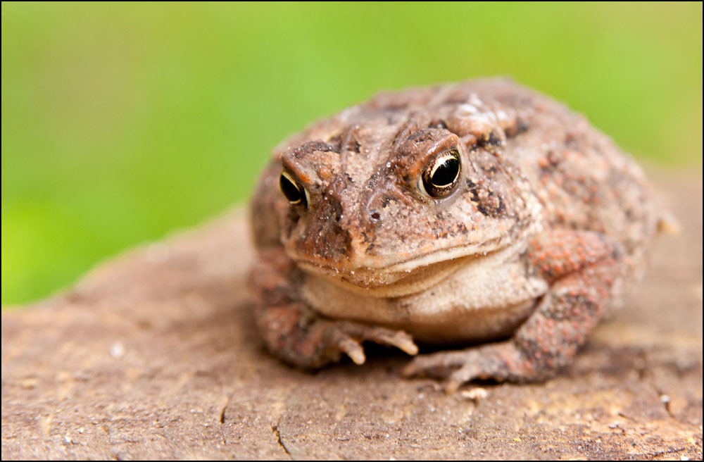 Post your Frogs, Toads and Amphibians! - Page 14