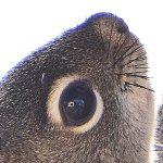 Squirrel Eye.jpg