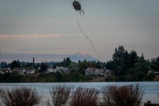 Rainier kite.jpg