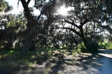 Florida forest.jpg