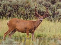 Buck Deer 7-15-2017.jpg