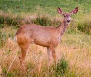 Doe Deer 7-15-2017.jpg