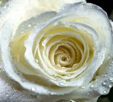 White Rose 8-1-2017-6.jpg