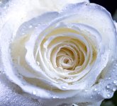 White Rose #3 8-1-2017-6.jpg