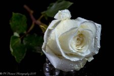White Rose 8-1-2017-17.jpg