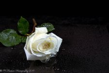 White Rose 8-1-2017-20.jpg