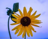 Sunflower at Sunset #2 8-7-2017.jpg