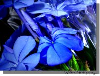 Little Blue Flower 3.jpg