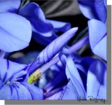 Little Blue Flower 2.jpg