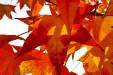 Fall_leaves_small.jpg
