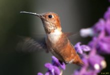 Hummingbird=2011JS0004.jpg