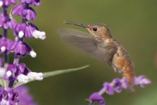 Hummingbird=2011JS0139.jpg