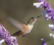 Hummingbird=20111JS0105.jpg