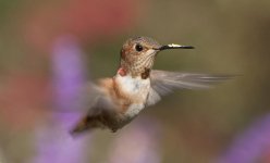 Hummingbird=2011JS0110.jpg