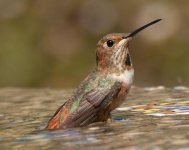 Hummingbird & Water=2012JS0052.jpg