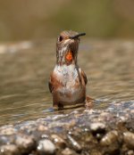 Hummingbird & Water=2012JS0067.jpg