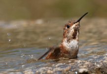 Hummingbird & Water=2012JS0077.jpg