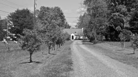 Tree Lined Drive.jpg