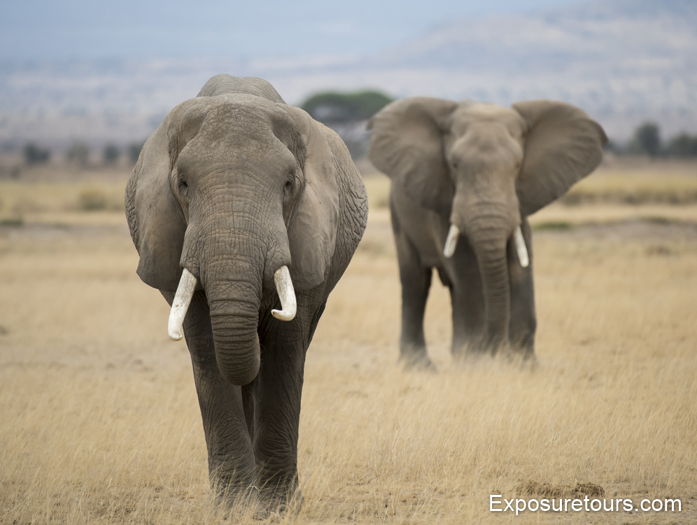 Elephants - East Africa