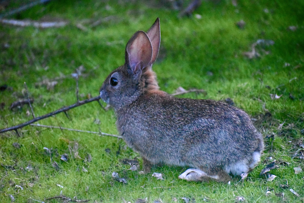 Riparian Brush Rabbit Facts : Devastated by Disease – LWDWO