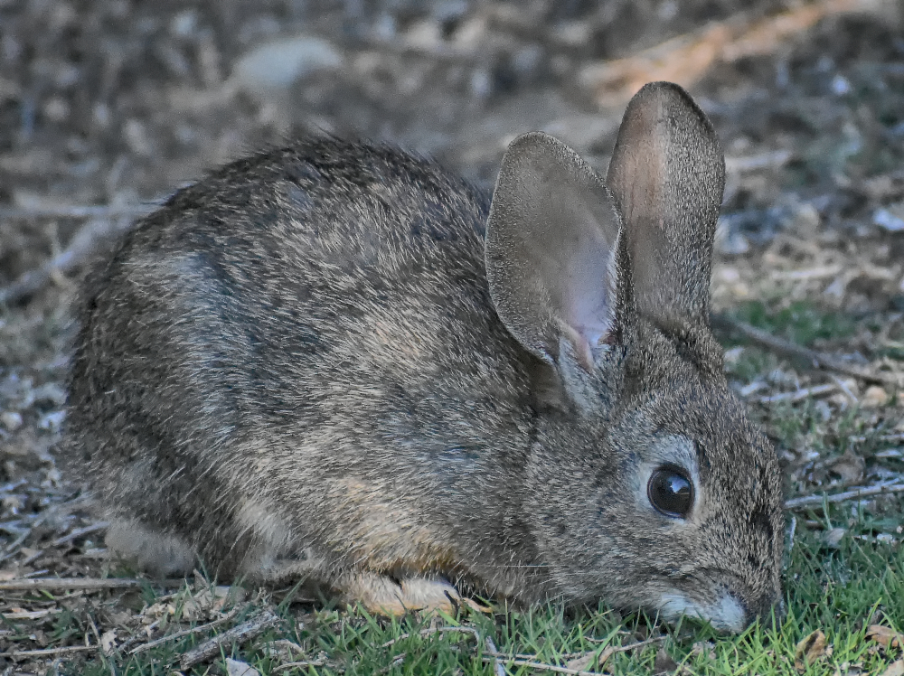 What Are Facts About Brush Rabbits? – KRKRB