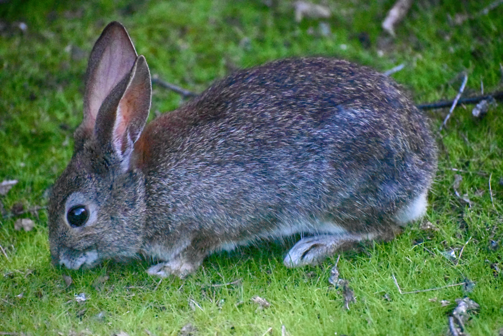 Riparian Brush Rabbit Facts : Devastated by Disease – LWDWO