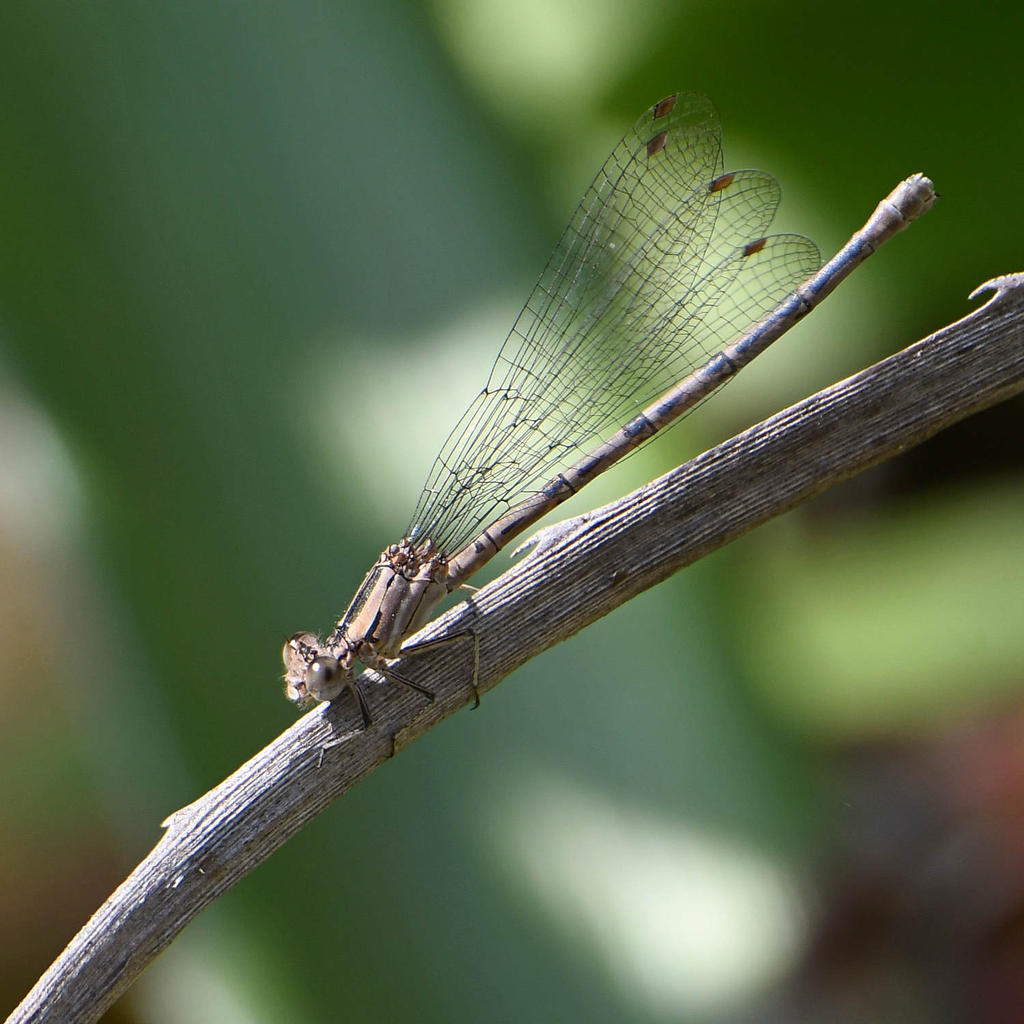 Dragonfly6.jpg