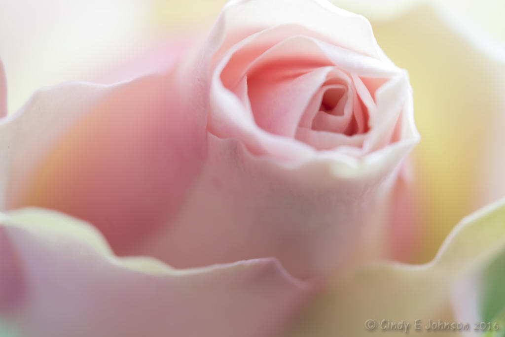 004 low res.jpg 004 low res.jpg