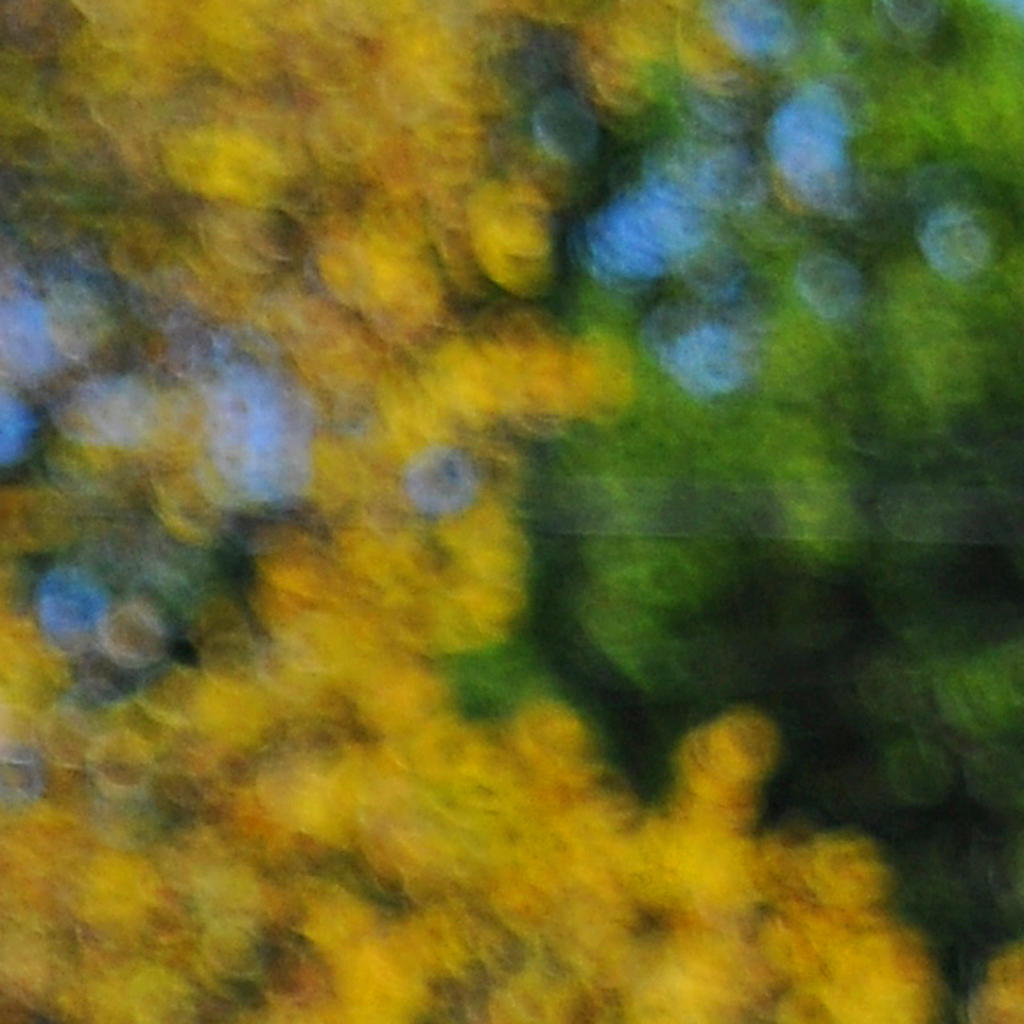 006 onion bokeh.jpg