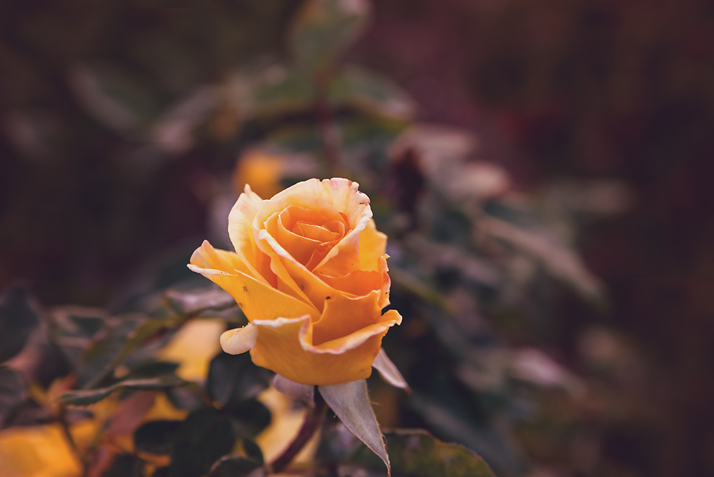 01 April 2016 - Sundown Rose.jpg