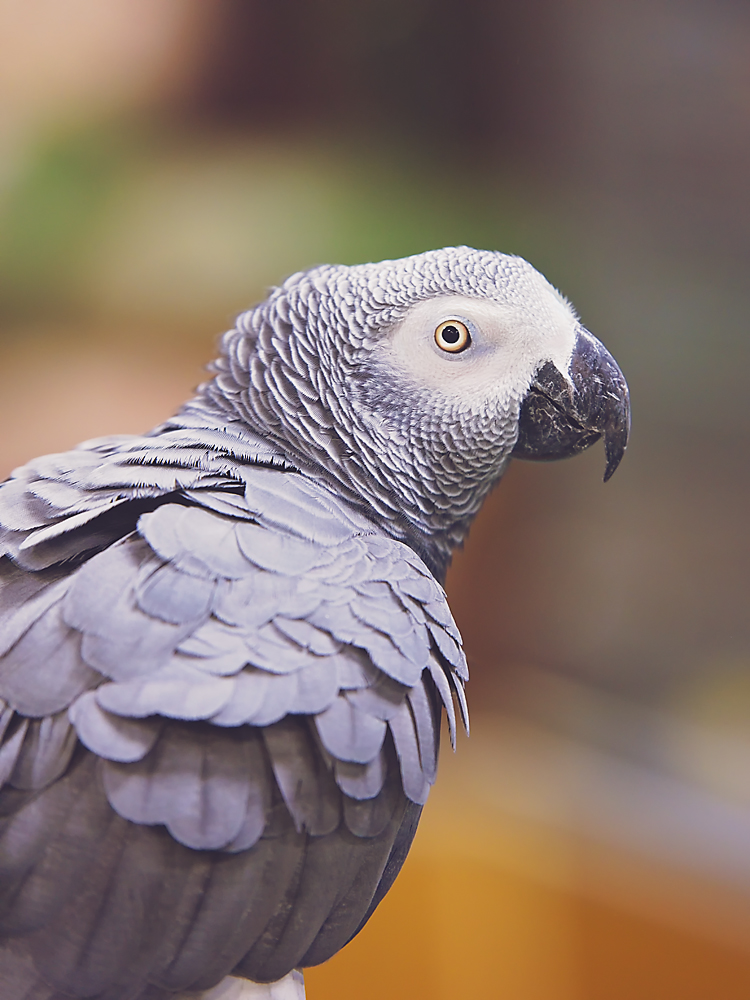 01 December 2015 - Paranoid Polly's Pale Pal.jpg
