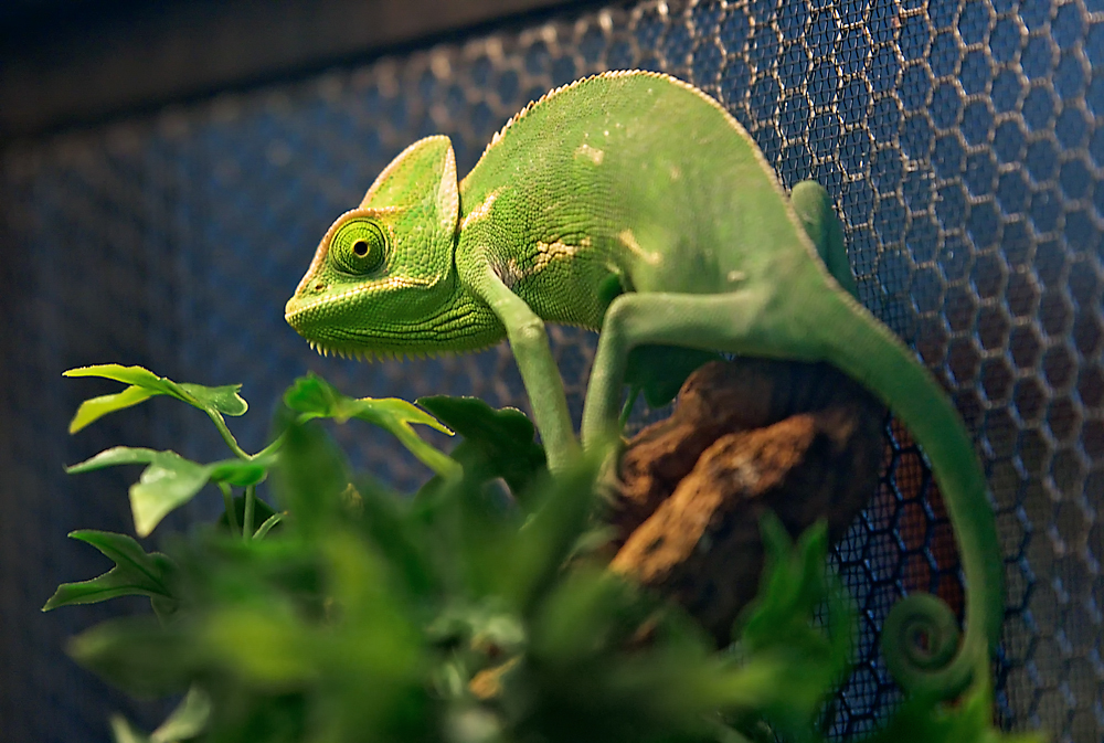 01 November 2015 - Karma Chameleon Comes and Goes.jpg