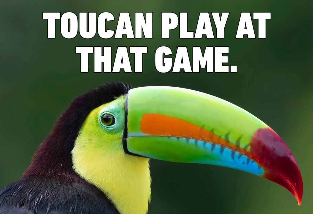 01-toucan-bird-puns-shutterstock_1189561444-1024x701.jpg