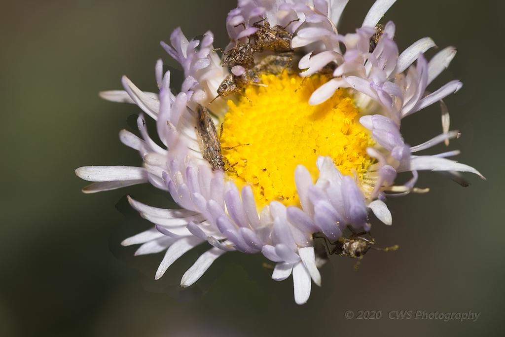 02-07-20-cr-_7501070_Focus-ON1.jpg