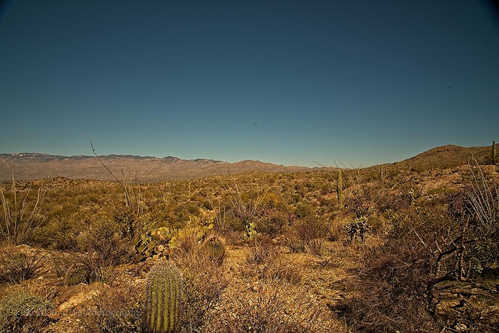 02-08-20-cr-_7501085_HDR-ON1.jpg