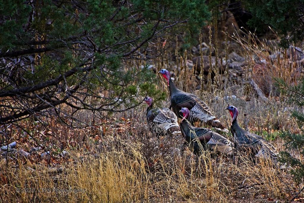 02-14-20-cr-_D7K1650-ON1.jpg