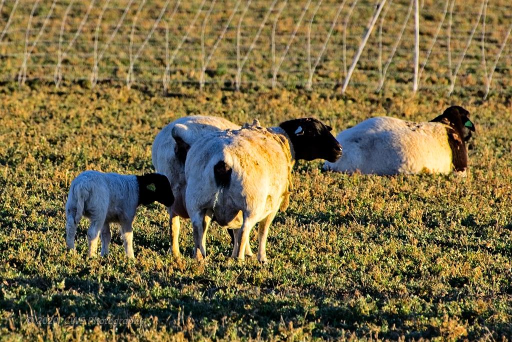 02-15-20-cr-_D7K1658-ON1.jpg