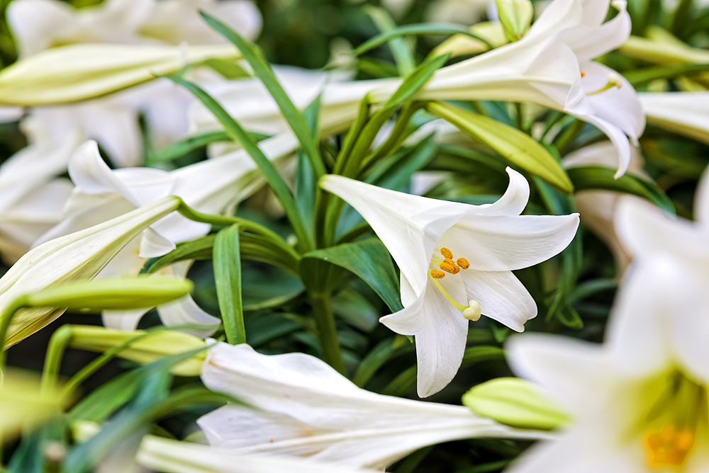 02 April 2016 - Lilies.jpg