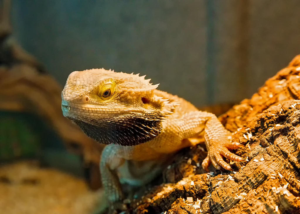 02 August 2015 - Return of Bearded Dragon.jpg