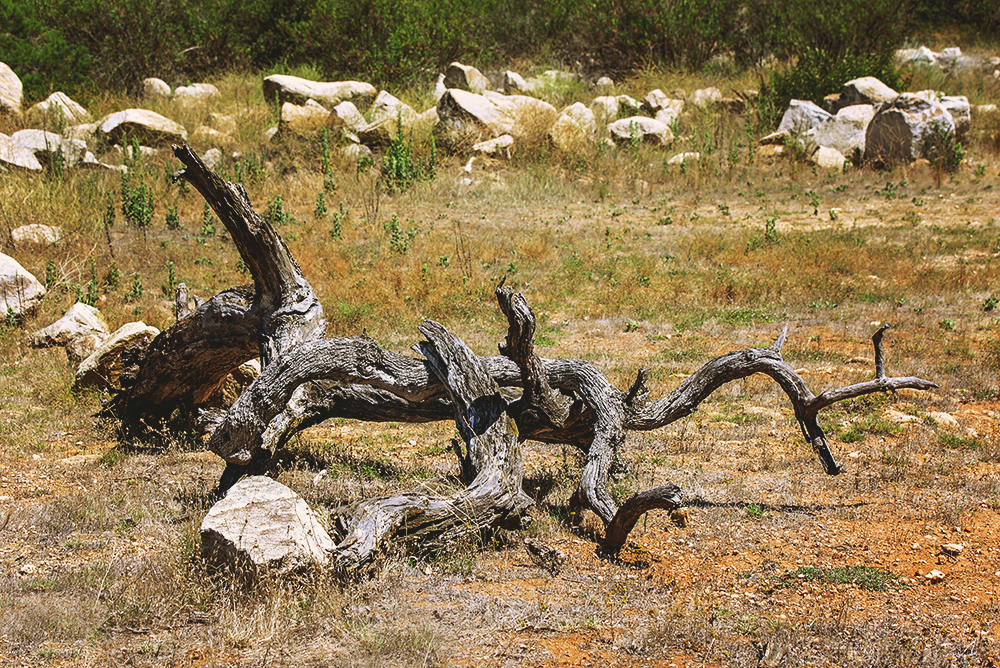 02 July 2015 - Fallen Treescape.jpg